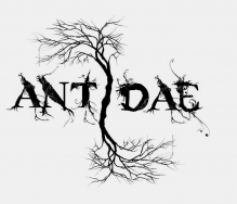 antidae