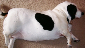 Baby Cow