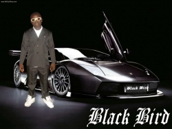 Black Bird