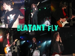 Blatant Fly